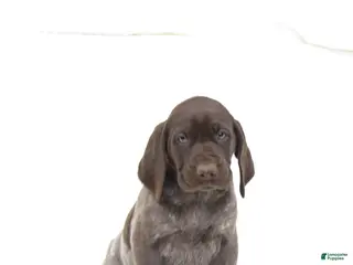 German Shorthaired Pointer dogs River - Ad 13