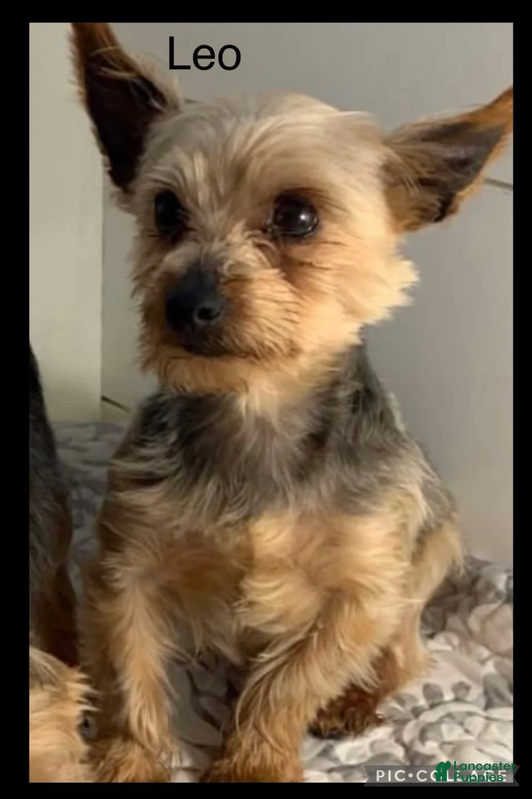 Yorkshire Terrier dogs for sale: Jude - Ad 5