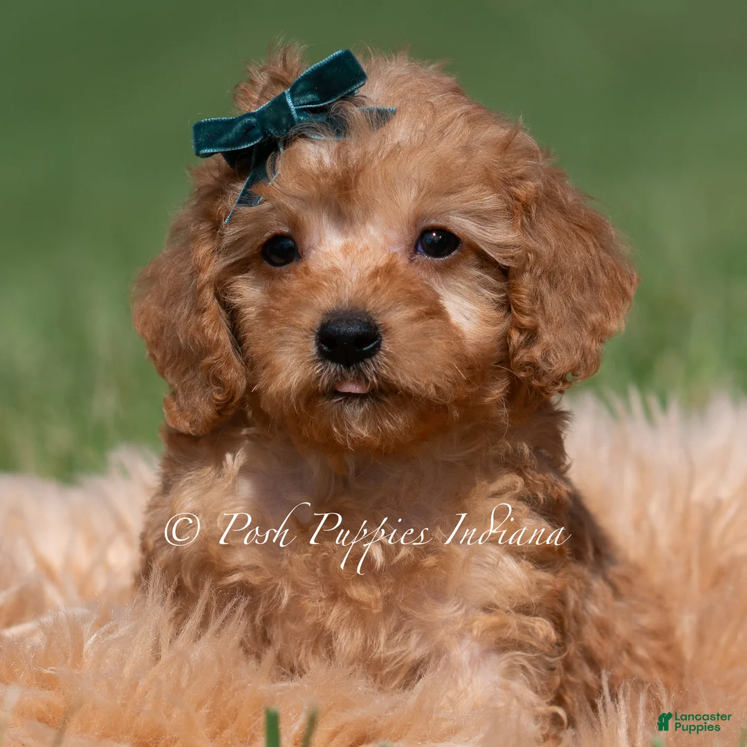 Maltipoo dogs for sale: Pudding F1 - Ad 2