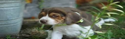 Beagle dogs for sale: Maverick  - Ad 5