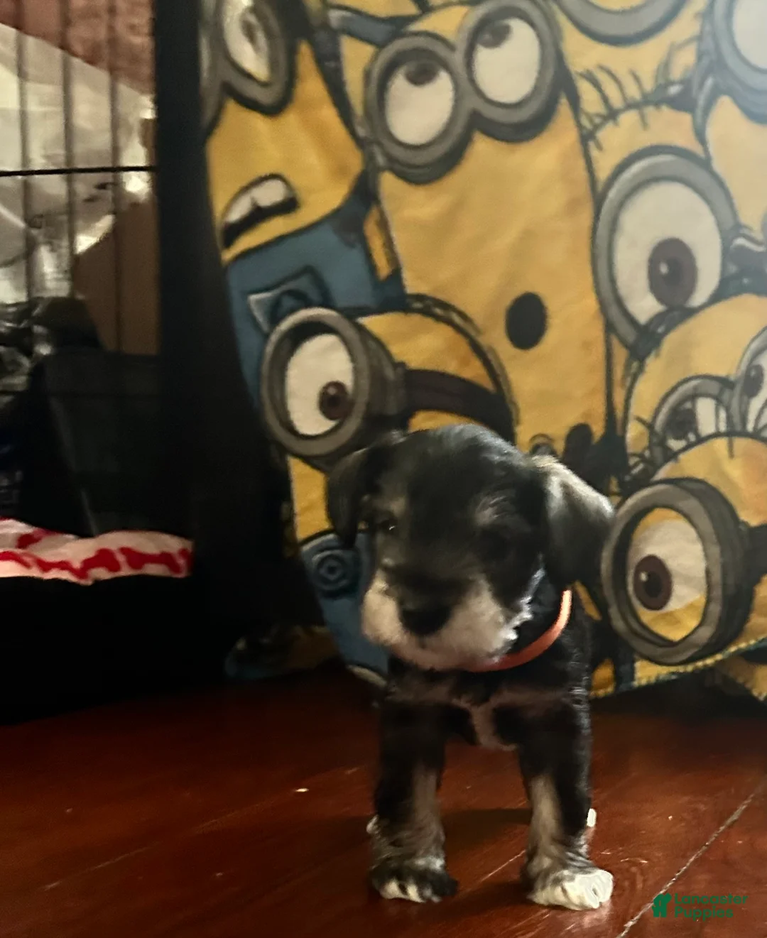 Miniature Schnauzer dogs for sale: Miniature Schnauzer 3 Leon - Ad 2