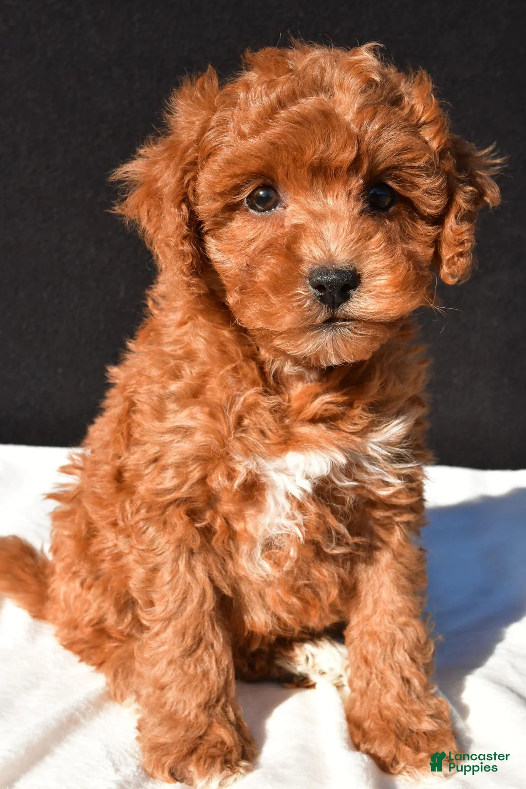 Toy Poodle dogs for sale: Theo - Ad 2