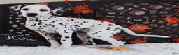 Dalmatian dogs for sale: Daisy - Ad 4