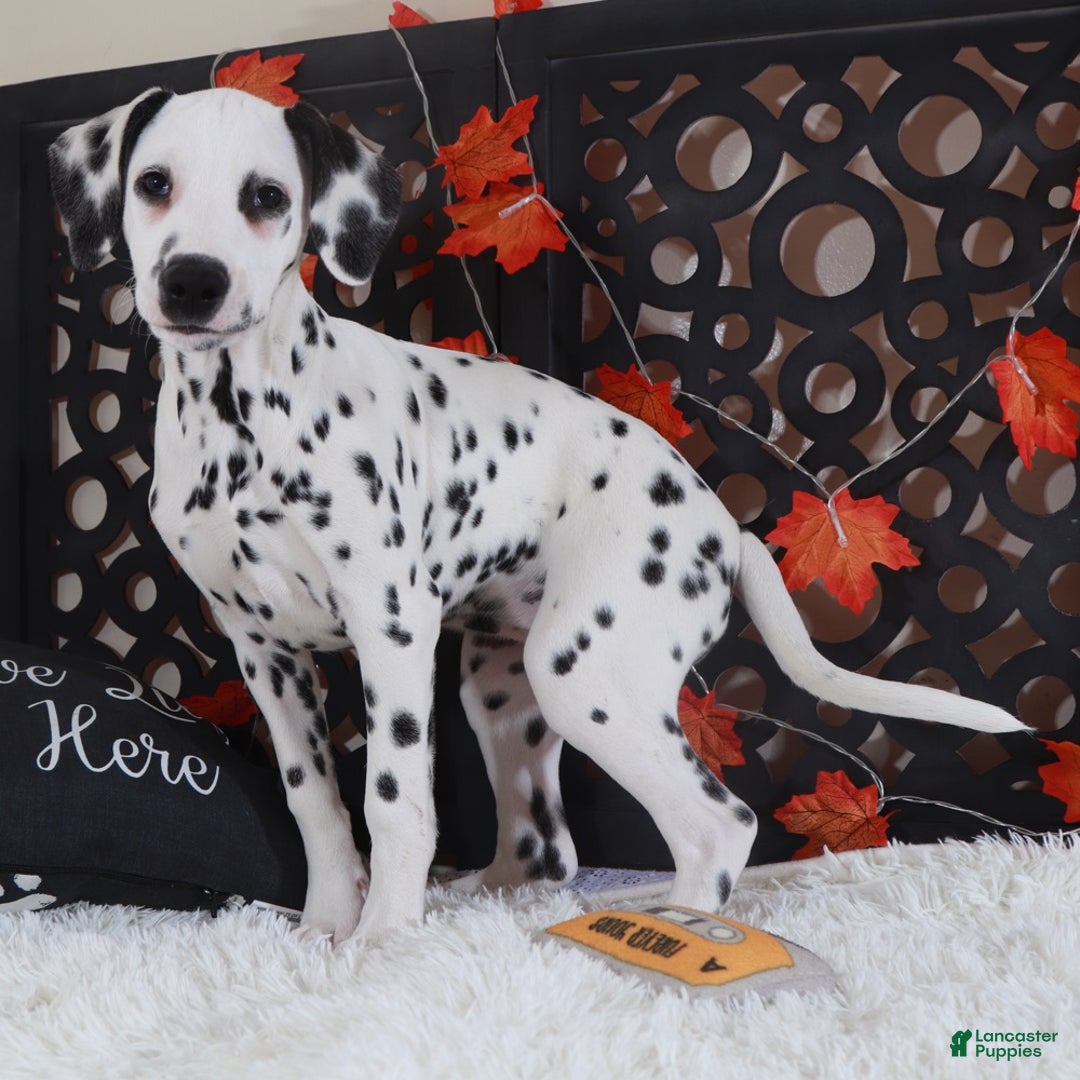 Dalmatian dogs for sale: Daisy - Ad 4