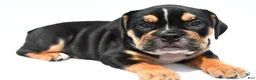 Beabull dogs for sale: Jenny - Ad 5