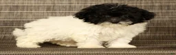 Havapoo dogs for sale: Twinkle - Ad 2