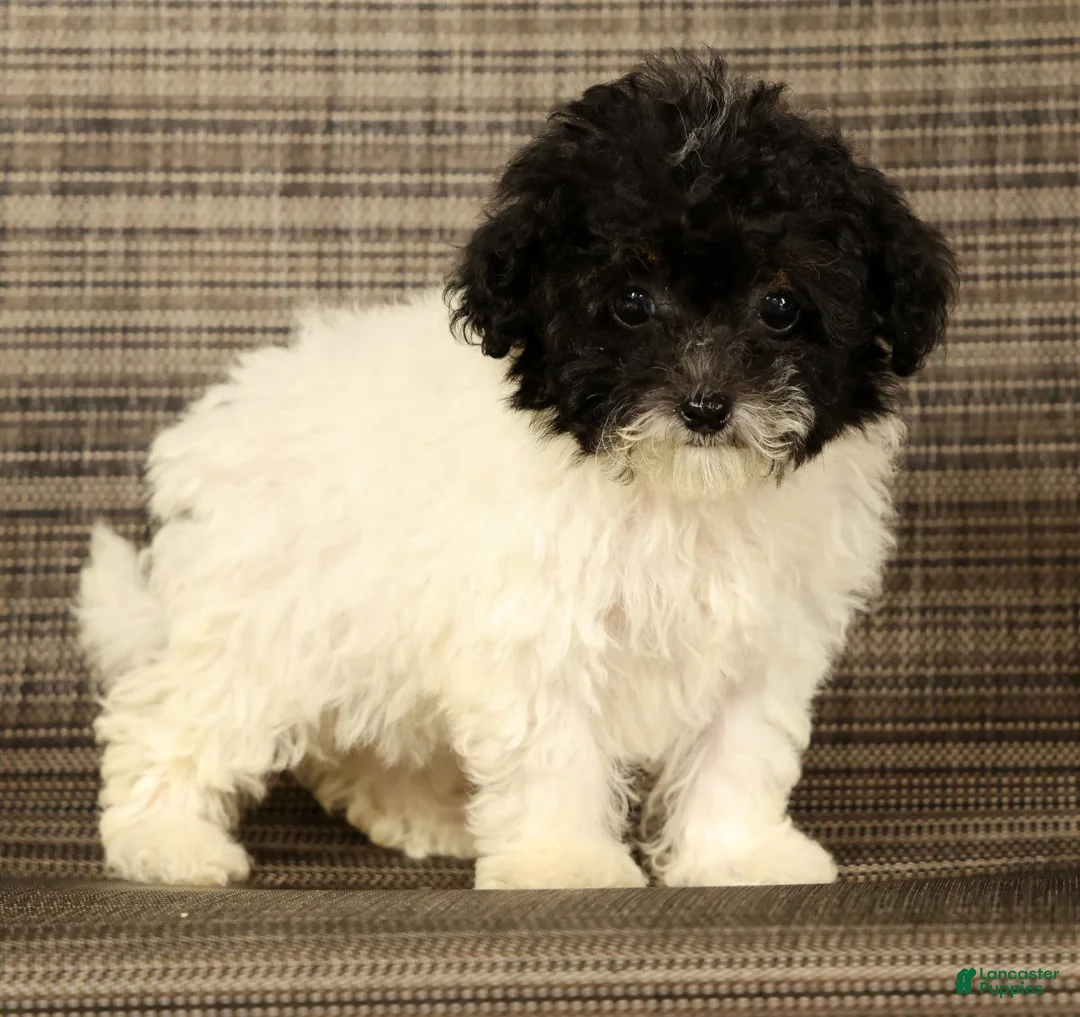 Havapoo dogs for sale: Twinkle - Ad 2