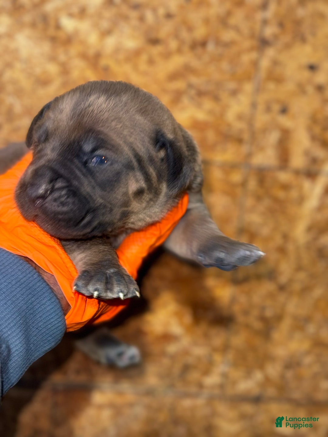 Cane Corso dogs for sale: Cane Corso Puppy 1 - Ad 3