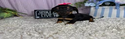Miniature Dachshund dogs for sale: Miniature Dachshund 2 - Ad 2
