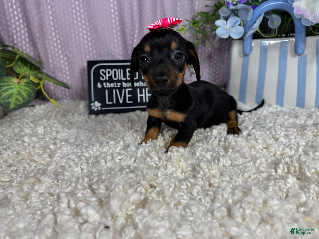 Miniature Dachshund dogs for sale: Miniature Dachshund 2 - Ad 2