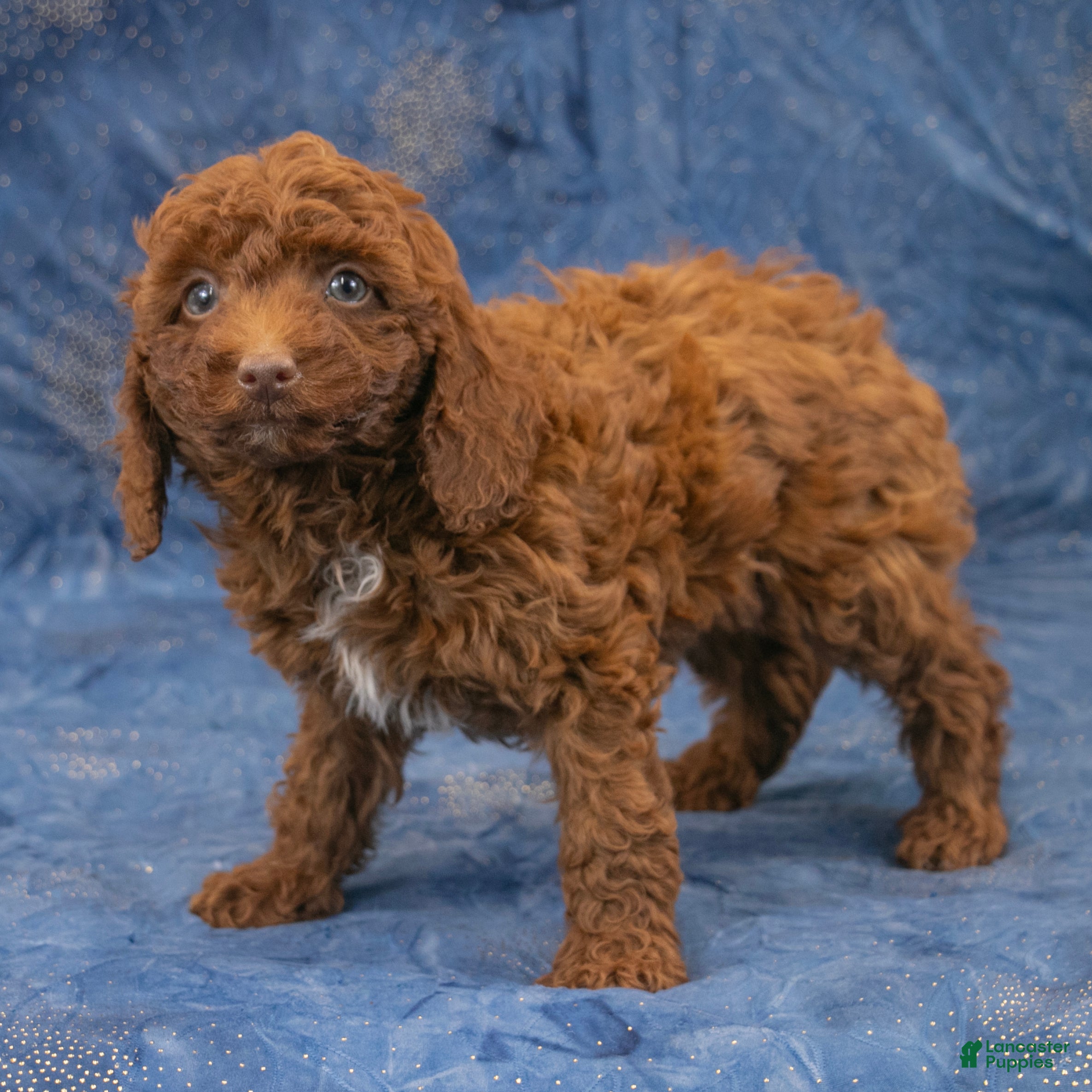 Miniature Poodle dogs Ruger - Ad 2