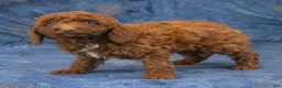 Miniature Poodle dogs for sale: Ruger - Ad 2