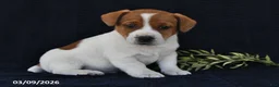 Jack Russell Terrier dogs for sale: Wallis - Ad 3