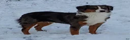 Miniature Australian Shepherd dogs for sale: Miniature Australian Shepherd 1 - Ad 3