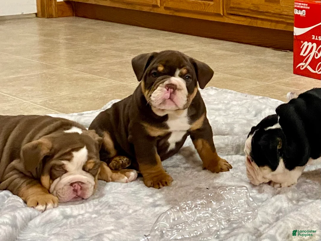 English Bulldog dogs for sale: Dozer - Ad 6