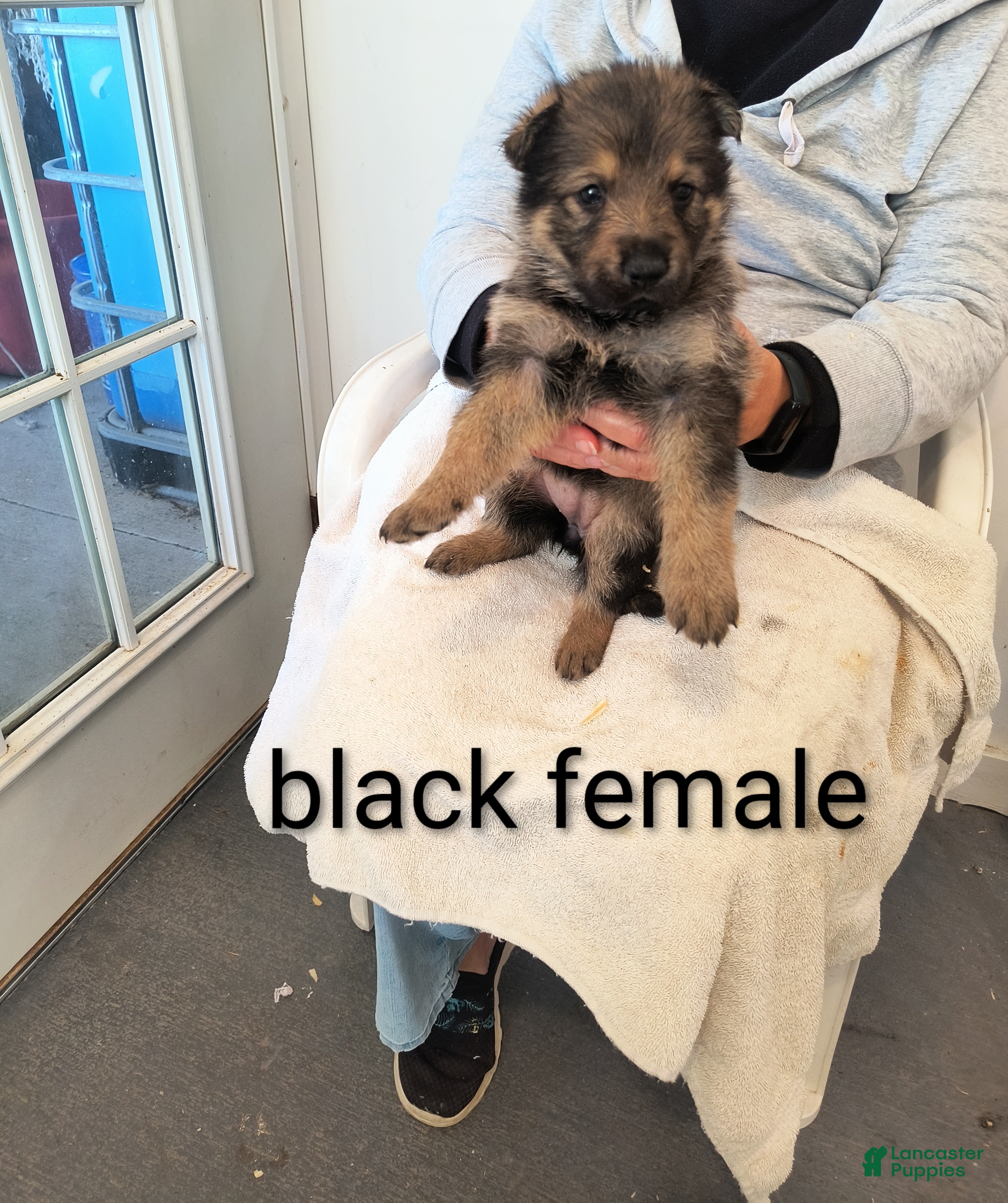 German Shepherd dogs Black collar female  - Ad 8