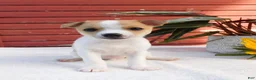 Mixed Breed dogs for sale: Jaxon - Ad 4