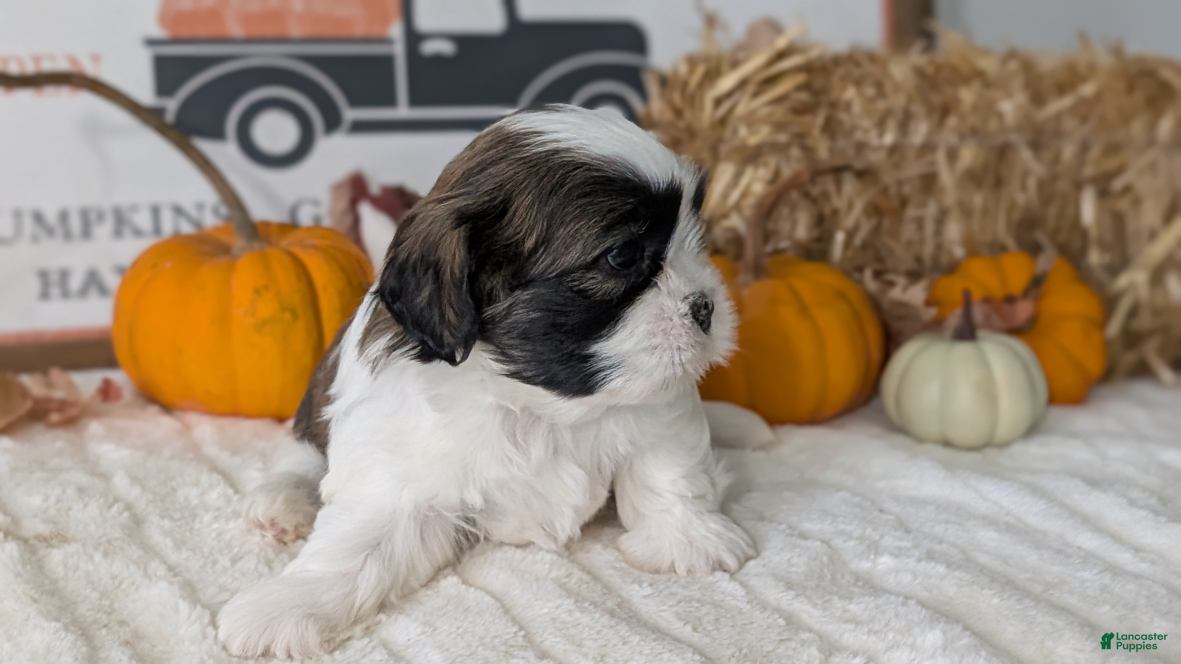 Shih Tzu dogs Kylo - Ad 2