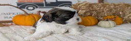 Shih Tzu dogs for sale: Kylo - Ad 2