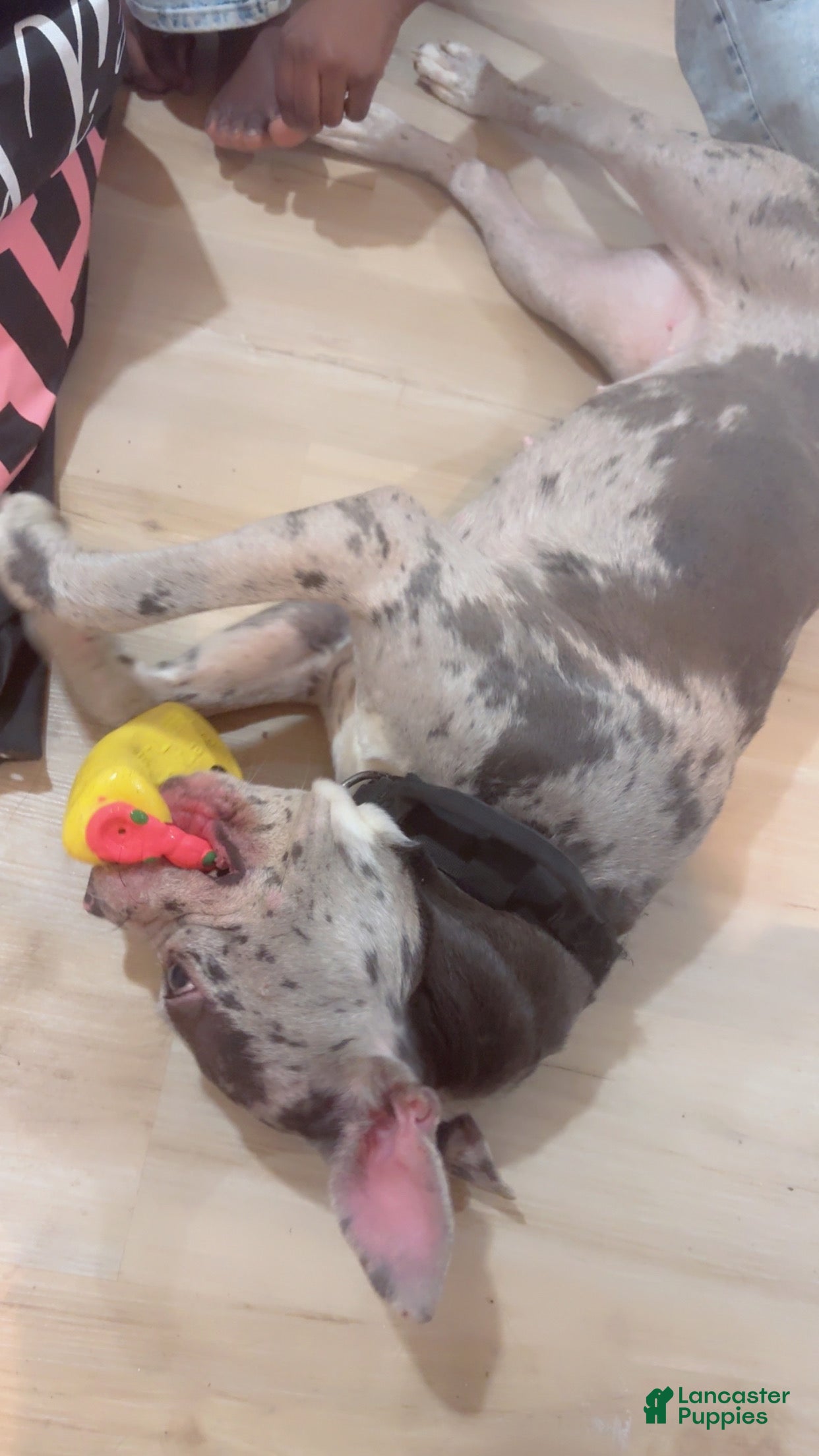 American Bully dogs American Bully Puppy 1 - Ad 22