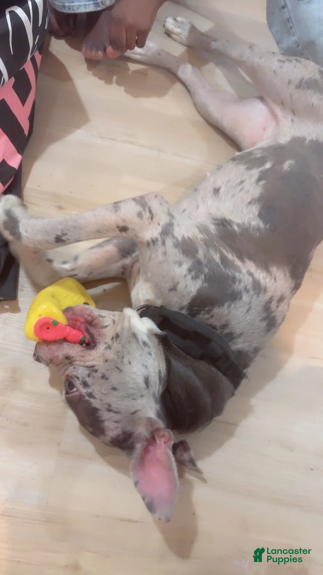 American Bully dogs for sale: American Bully Puppy 1 - Ad 1