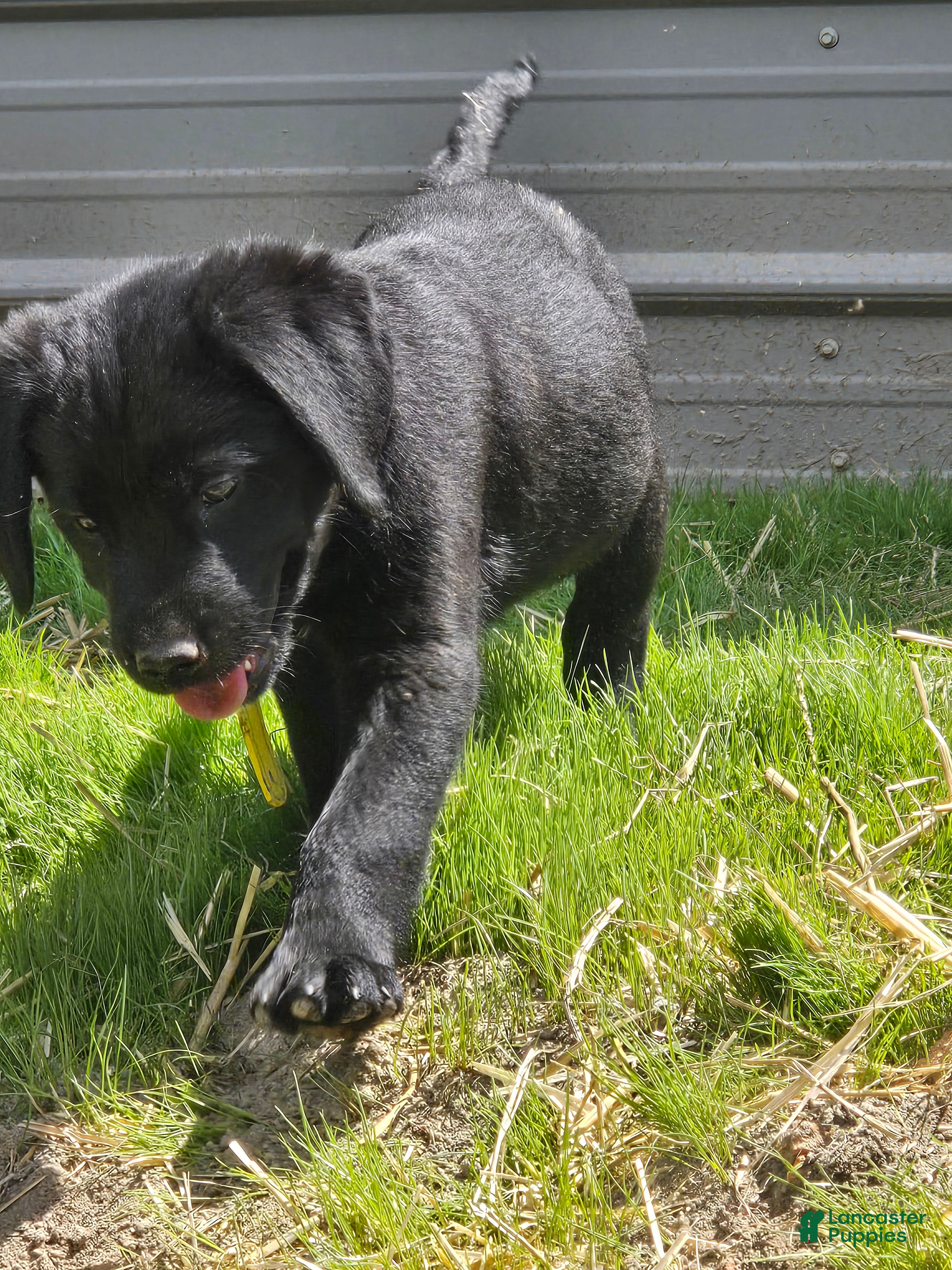 Goldador dogs Yellow collar male - Ad 4