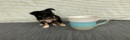 Chihuahua dogs for sale: Bodie - Ad 3