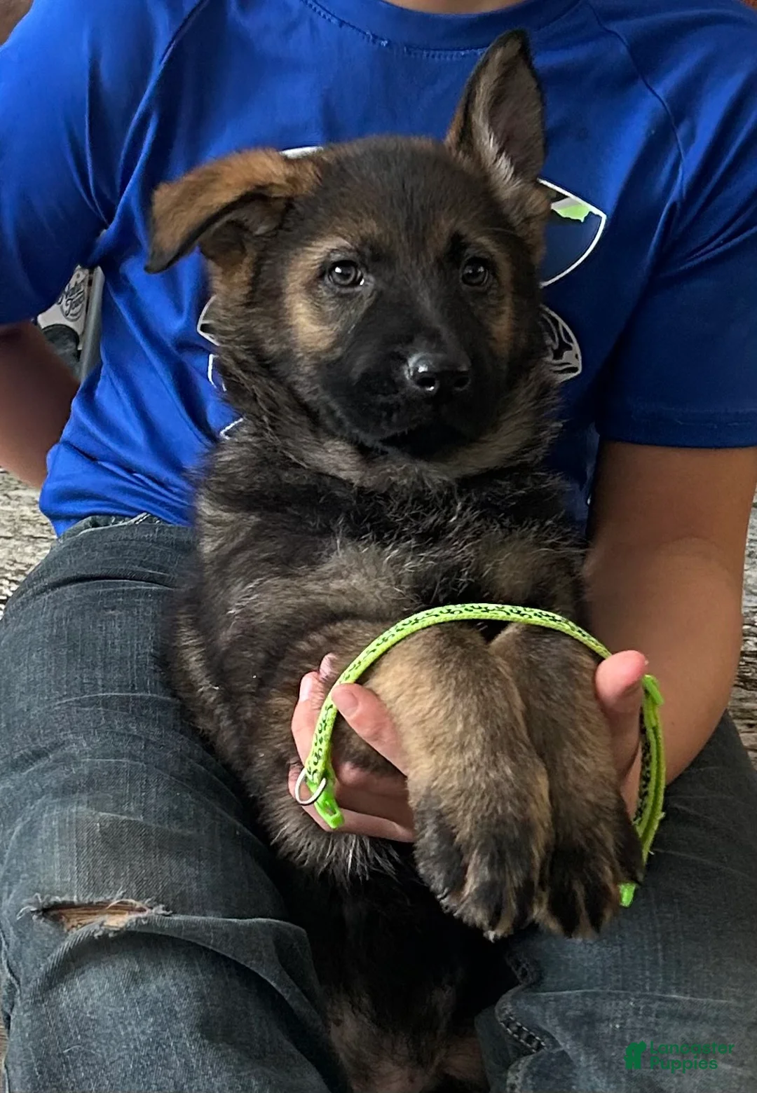 German Shepherd dogs for sale: Willow/Cody Teal - Ad 30
