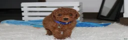 Miniature Poodle dogs for sale: Simba  - Ad 1