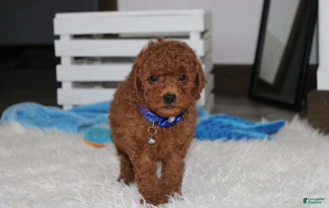 Miniature Poodle dogs for sale: Simba  - Ad 1