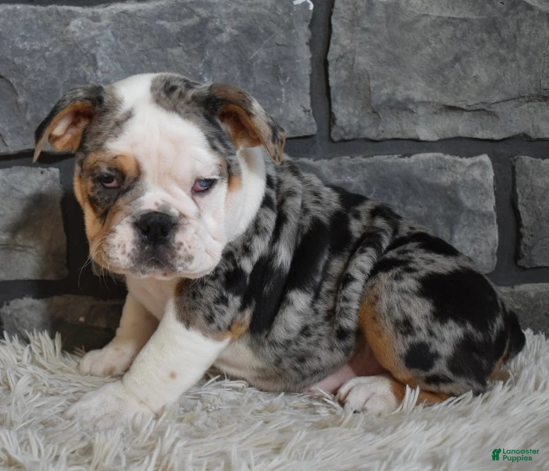 Beabull dogs for sale: Trixie  - Ad 2