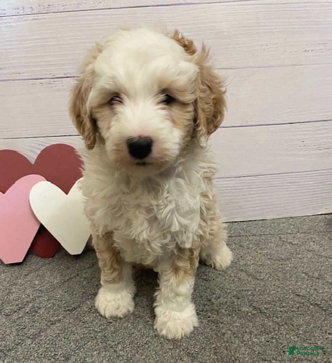 Mini Bernedoodle dogs for sale: Homer- genetic clear - Ad 4