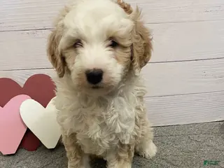 Mini Bernedoodle dogs Homer- genetic clear - Ad 41