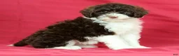 Portuguese Water Dog dogs for sale: Willow - Ad 1