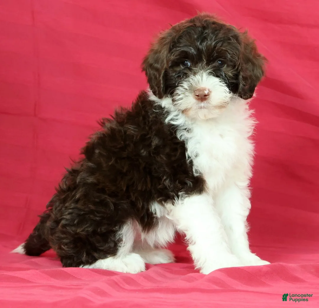 Portuguese Water Dog dogs for sale: Willow - Ad 1