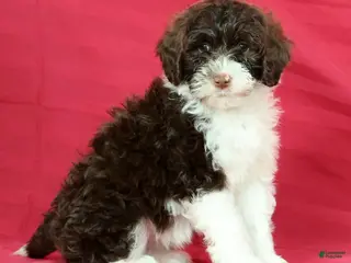 Portuguese Water Dog dogs for sale: Willow - Ad 2