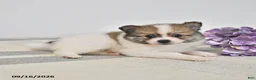 Pomeranian dogs for sale: Bingo - Ad 3