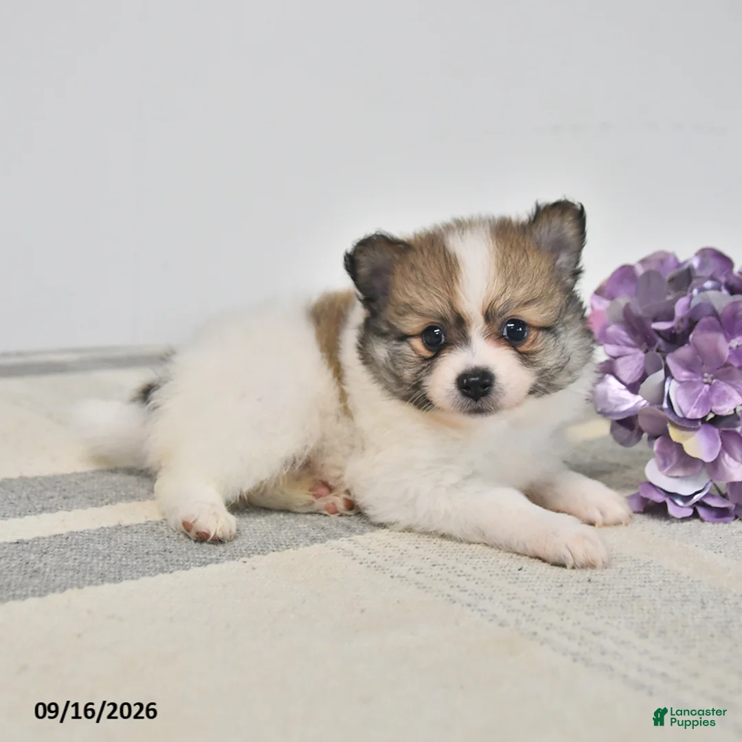 Pomeranian dogs for sale: Bingo - Ad 3