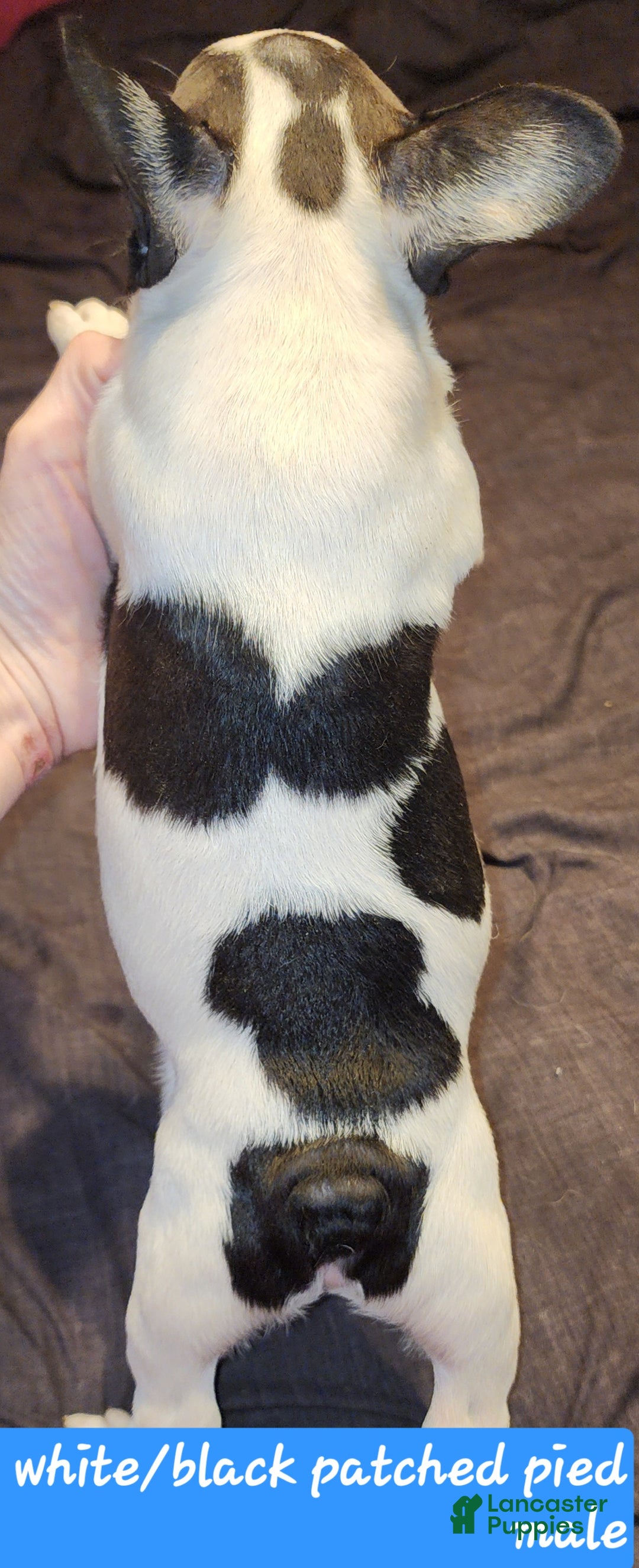 French Bulldog dogs for sale: Black and white pied - Ad 2