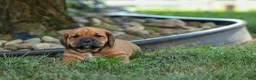 Beabull dogs for sale: Axel 💙🐾 - Ad 6
