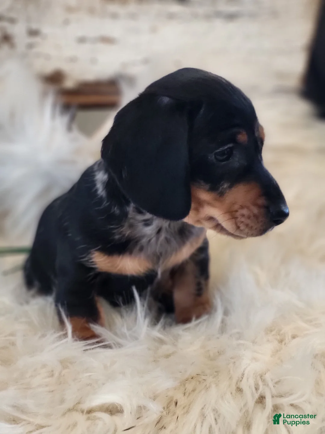 Miniature Dachshund dogs for sale: MUFFIN  - Ad 10