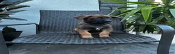 Belgian Malinois dogs for sale: Corina - Ad 4