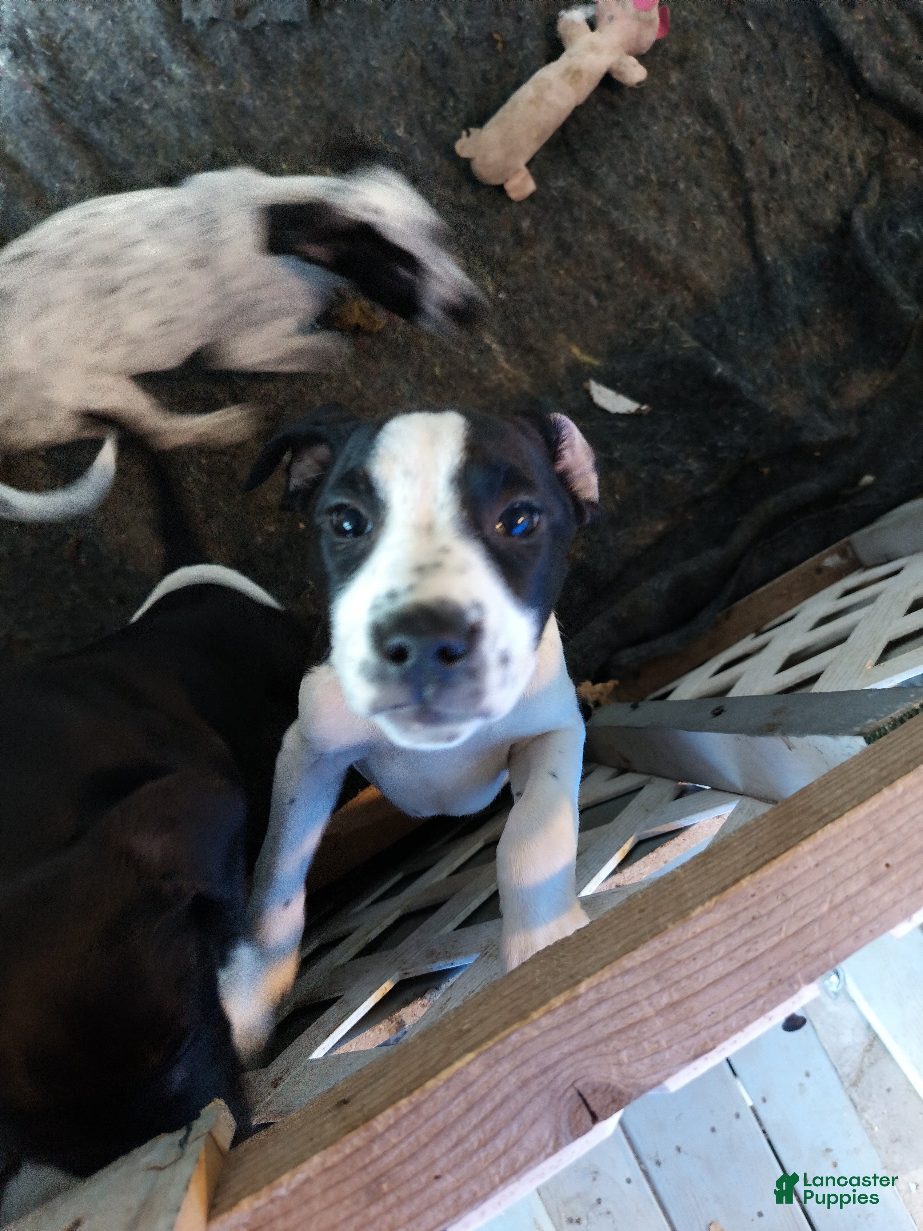 Mixed Breed dogs Claireabell - Ad 17