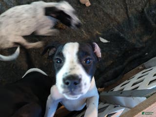 Mixed Breed dogs Claireabell - Ad 7