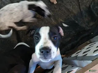 Mixed Breed dogs Claireabell - Ad 7