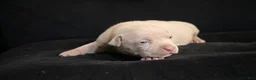 American Bully dogs for sale: Pheonix - Ad 2
