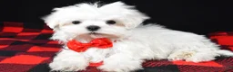 Maltese dogs for sale: Victor - Ad 3