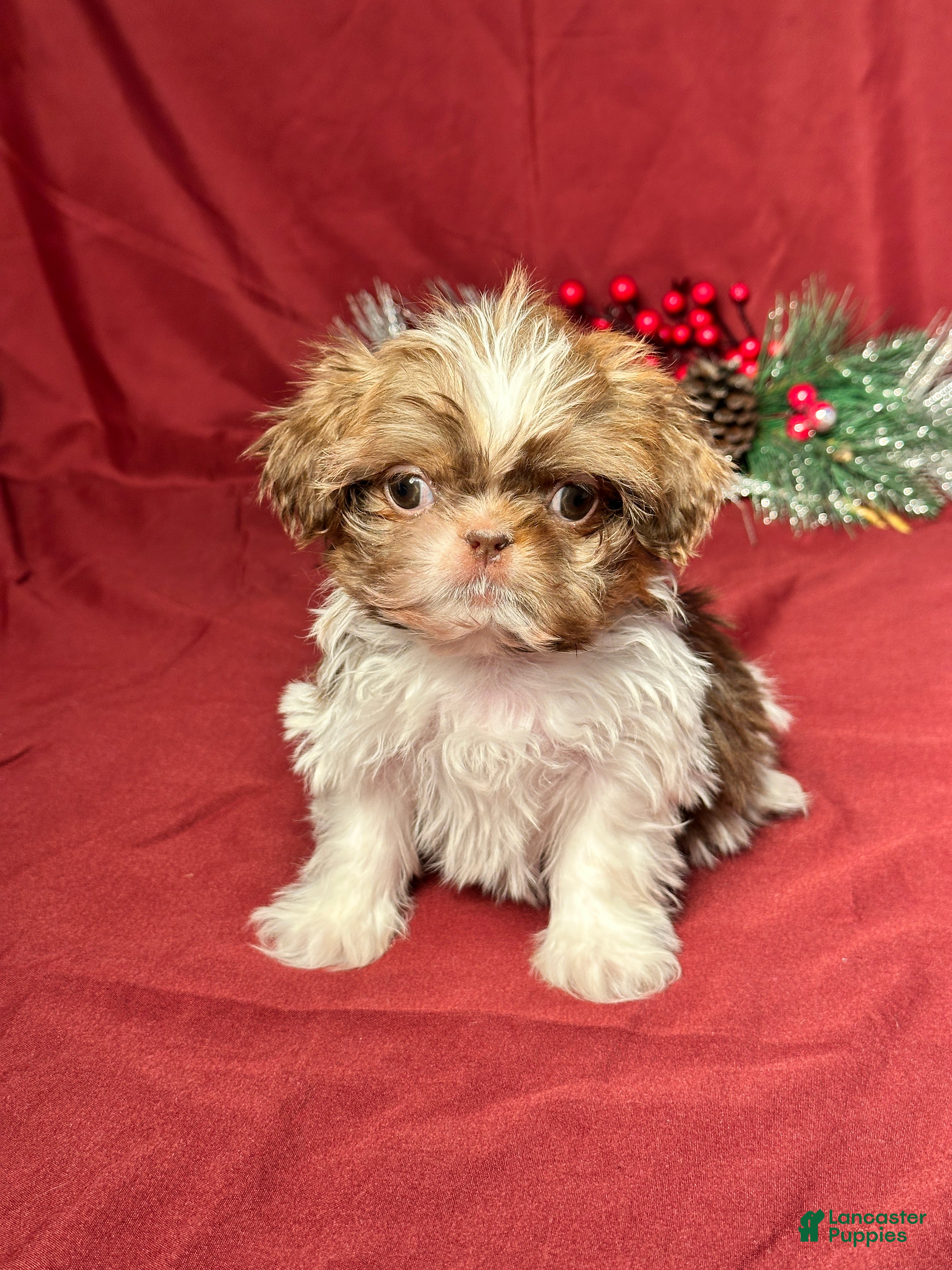 Shih Tzu dogs Max - Ad 42