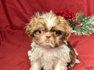 Shih Tzu dogs Max - Ad 42