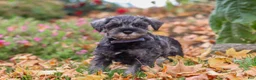 Miniature Schnauzer dogs for sale: Theo - Ad 5